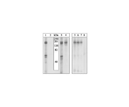 62-8530-59 PhosphoDetect(TM) Anti-VEGFR2 (pTyr1054/1059) Rabbit pAb PS1013-10T