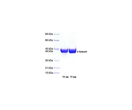 62-8435-79 Protein Kinase A, Catalytic Subunit, Bovine Heart 539576-25UG