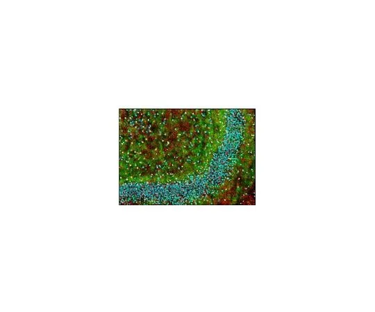 62-8528-41 Anti-Myelin Basic Protein Mo*** mAb (SMI-99) NE1019-100UL