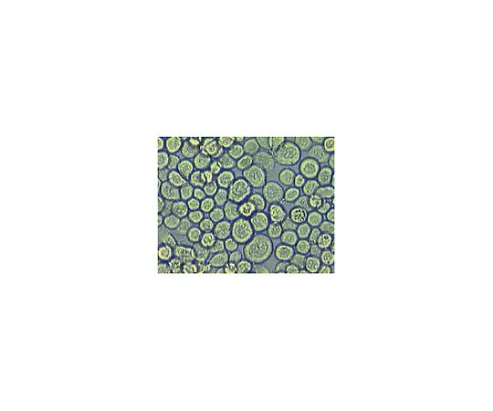 62-8403-33 Sf9 Insect Cells 71104-3