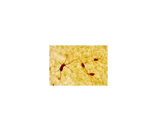 62-8529-74 Anti-Neuropeptide Y Rabbit pAb PC223L-100UL