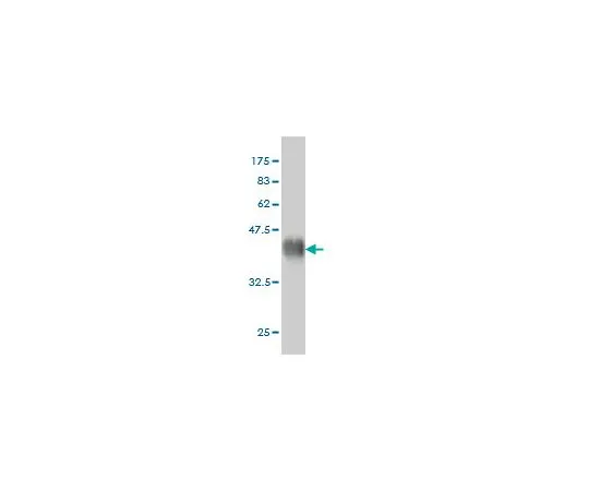 62-8534-07 Anti-FGFR2 Mo*** mAb (1G3) ST1680-100UG