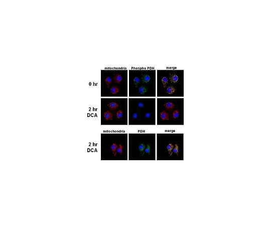 62-8477-51 PhosphoDetect(TM) Anti-PDH-E1α (pSer293) Rabbit pAb AP1062-50UL