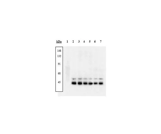 62-8431-80 PhosphoDetect(TM) Anti-p38 MAP Kinase (pThr180, pTyr182) Rabbit pAb 506119-10T