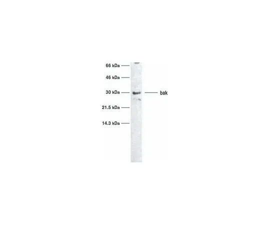 62-8475-32 Anti-Bak (Ab-1) Mo*** mAb (TC-100) AM03-100UG