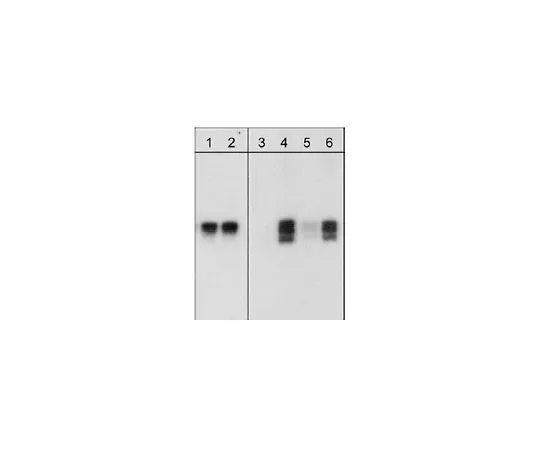 62-8530-63 PhosphoDetect(TM) Anti-RhoA (pSer188) Rabbit pAb PS1089-100UL