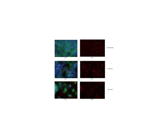 62-8504-43　［Discontinued］Anti-Nucleostemin Antibody, clone 5C3.1 Cat. No. MABD97　MABD97