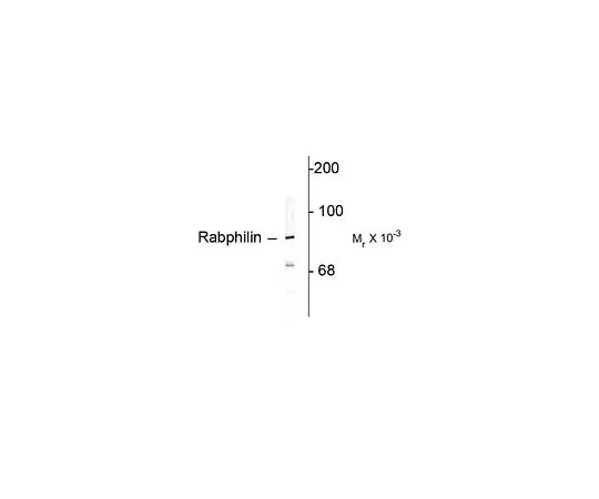 62-8453-69　［Discontinued］Anti-Rabphilin 3A; 100 μL　AB9838