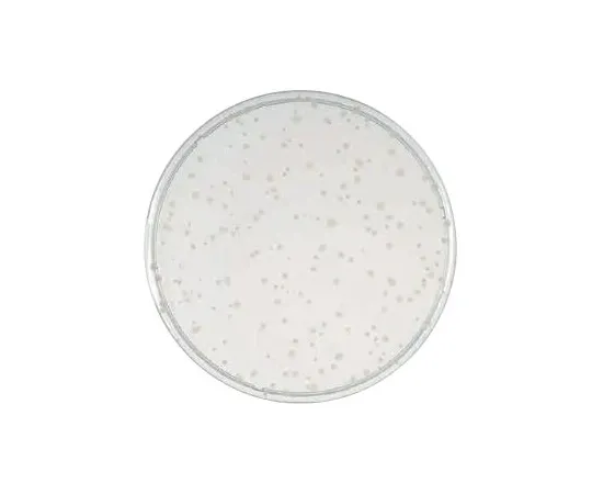 63-6526-73 BD BBL (TM) YSG Agar Medium 252029