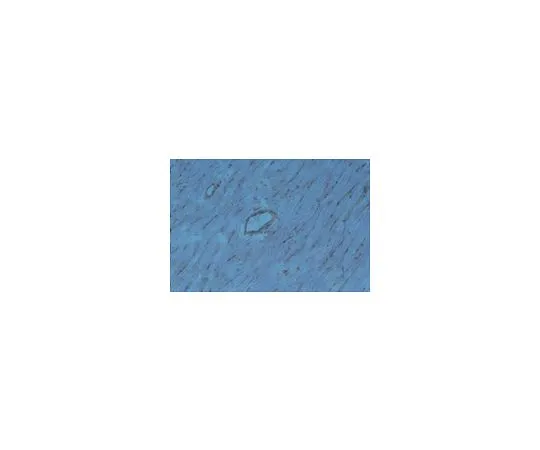 62-8493-79　［Discontinued］Anti-Integrin alpha1beta1, clone RA1.1; 100 μg　MAB2513