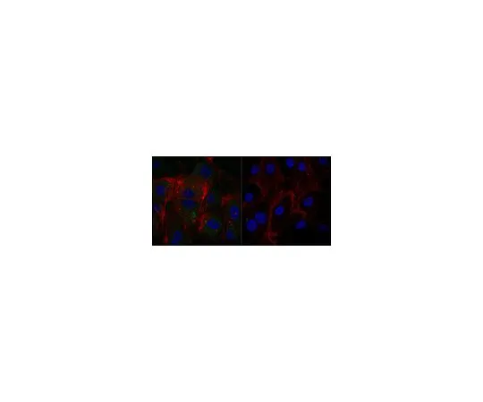 62-8474-15　［Discontinued］Anti-phospho-VE-Cadherin (Tyr685) Antibody, Alexa Fluor(R) 488 Conjugate　ABT1760-AF488