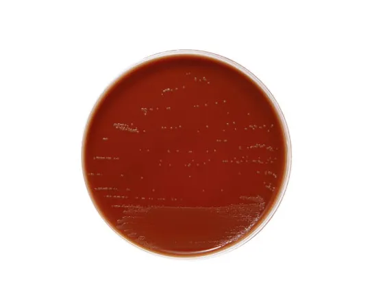 63-6527-53 BD BBL (TM) Shear Martin Agar Medium 20 sheets 251184