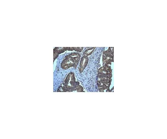 62-8506-68　［Discontinued］Anti-eIF-6, clone EPR6512(B), Rabbit Monoclonal　MABE591