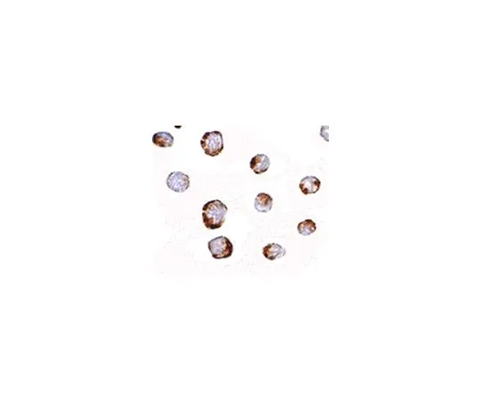 62-8457-67　［Discontinued］Anti-HINT1　ABC329