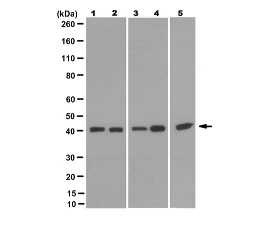 62-8524-80　［Discontinued］Anti-Goα Antibody, clone 3D9.1　MABS1691
