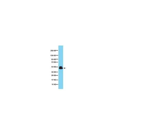 62-8496-33　［Discontinued］Anti-Oct-4, clone 9E3.2; 100 μg　MAB4305
