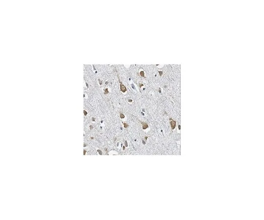 62-8519-43　［Discontinued］Anti-TrpV3 cation channel, clone N15/4　MABN741