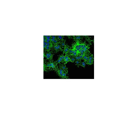 62-8488-85　［Discontinued］Anti-O4, clone 81, Alexa Fluor(R)488 Conjugate; 100 μL　MAB345A4