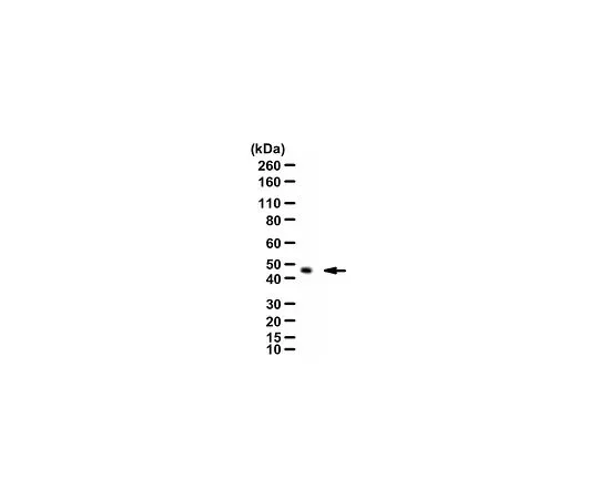 62-8467-94　［Discontinued］Anti-ZNT3 pAb Antibody　ABN994