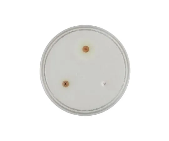 63-6527-03 BD BBL (TM) TriptyCase (TM) Soy Agar Medium 20 Sheets 251185