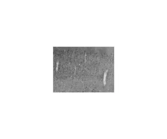 62-8518-62　［Discontinued］Anti-Pancortin Antibody, clone K96/7 , Cat. No. MABN625　MABN625