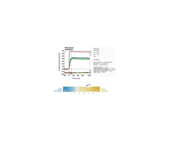 62-8503-23　［Discontinued］Anti-PKC Gamma, clone EPR5979(2), Rabbit Monoclonal　MABC769