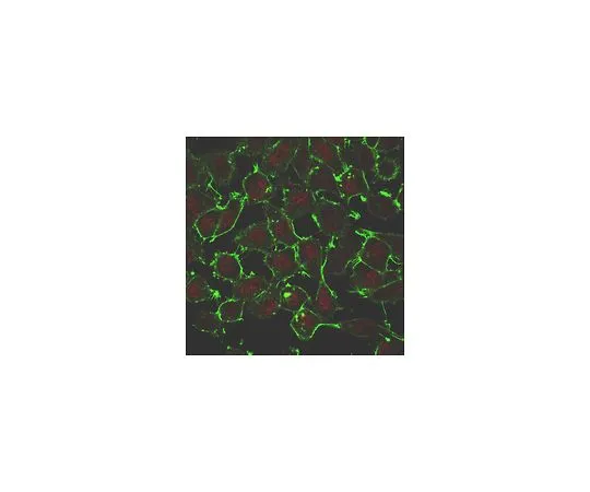 62-8503-41　［Discontinued］Anti-HELQ Antibody, clone 5B11.1　MABC955