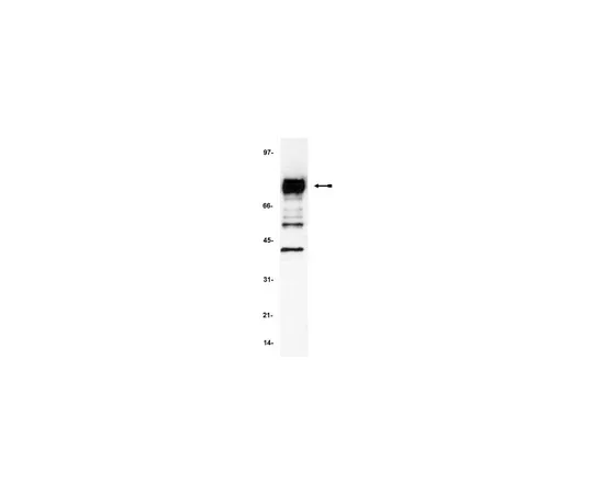 62-8370-54　［Discontinued］Anti-Cortactin (p80/85), clone 4F11; 200 μg　05-180