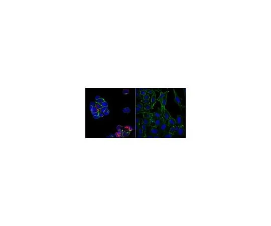 62-8474-26　［Discontinued］Sheep Anti-Human IgG Antibody, Cy5 conjugate　AC112S