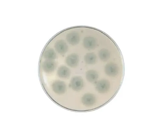 63-6526-83 BD BBL (TM) Potato Dextrose CP Agar Medium 252494