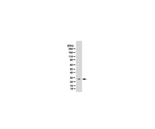 62-8469-70　［Discontinued］Anti-RAS-Related protein Ral-A　ABS223