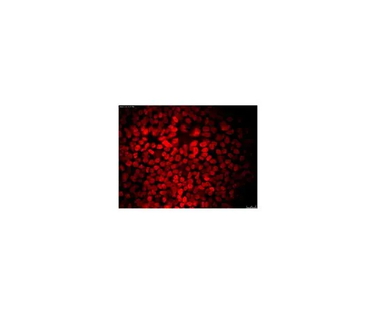 62-8504-14　［Discontinued］Anti-NANOG Andibody, clone 7F7.1, Cy3 conjugate　MABD24C3