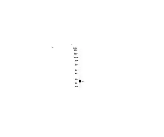 62-8472-12　［Discontinued］Anti-TFAM Antibody　ABS2083