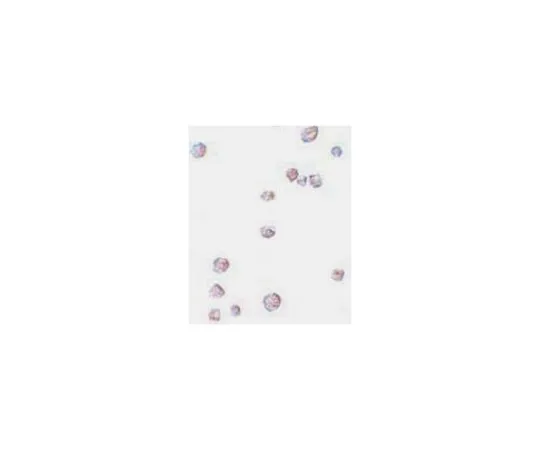 62-8458-97　［Discontinued］Anti-CHORDC1 Antibody ABC850　ABC850