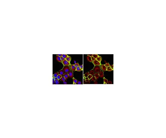 62-8500-26　［Discontinued］Anti-Poly(rC)-binding protein 2, clone 6A3.2; 100 μg　MAB11056
