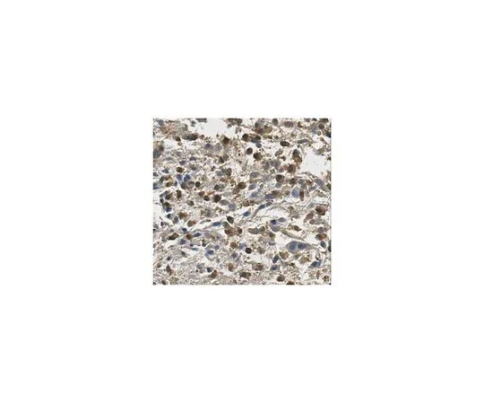 62-8461-74　［Discontinued］Anti-IDH Antibody Cat. No. ABE454　ABE454