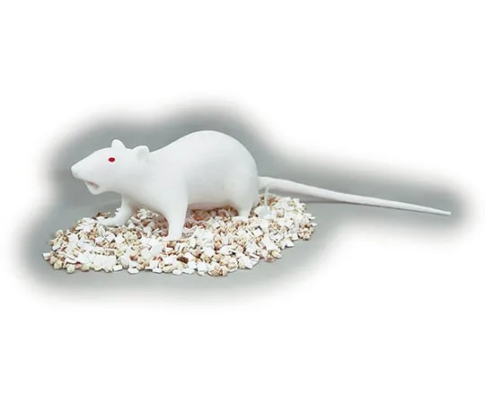 3-8330-01　［Discontinued］Animal Experiment Technical Training Rat Model NATSUME RAT　NK-590