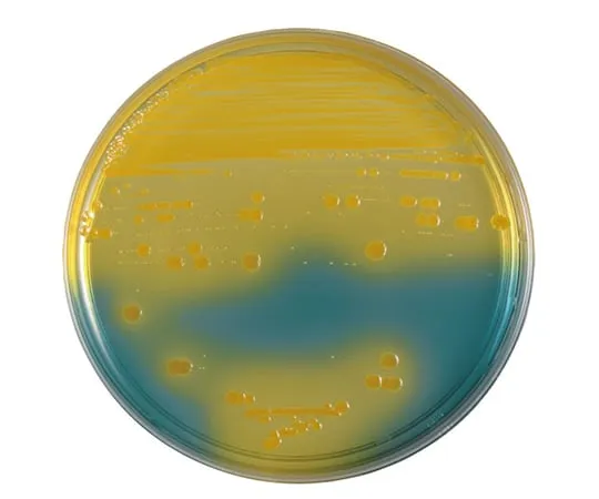 63-6527-06 BD BBL (TM) BTB Lactose-Contained Agar Medium 20 Sheets 258246
