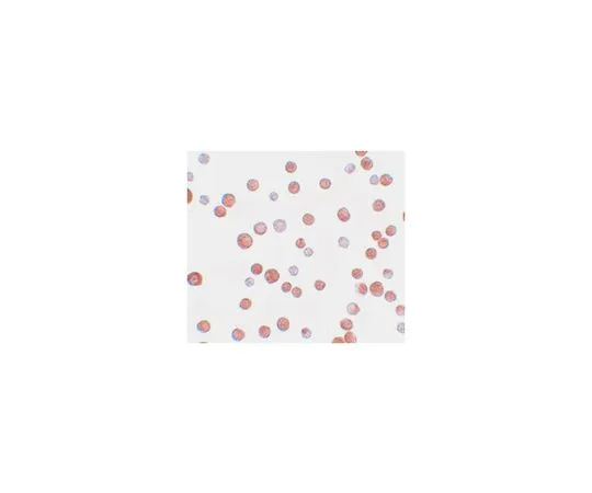 62-8462-37　［Discontinued］Anti-TCF12　ABE598