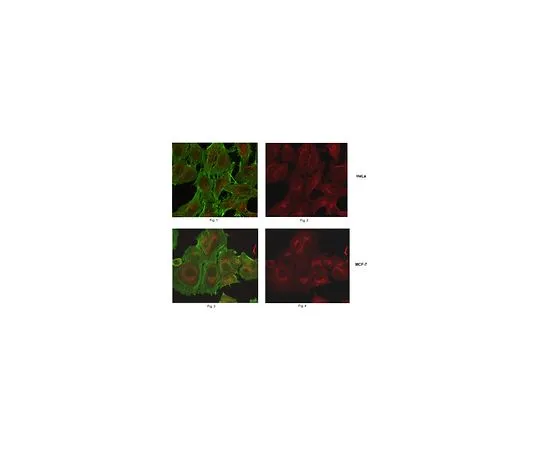 62-8501-52　［Discontinued］Anti-Arl1, clone 11A12.1　MABC164