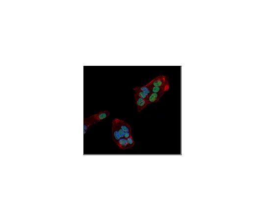 62-8375-52　［Discontinued］Anti-trimethyl Histone H3 (Lys27), clone 18E9.1, Alexa Fluor(R) 488 Conjugate　05-1951-AF488