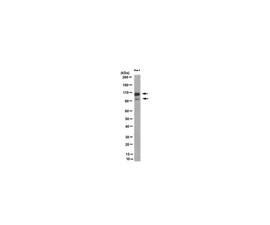 62-8501-87　［Discontinued］Anti-OTUD7B Antibody, clone 90-46-126 Cat. No. MABC281　MABC281