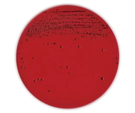 63-6527-29 10 sheets of sheep blood agar medium for CDC anaerobes, modified BD BBL (TM) 252203