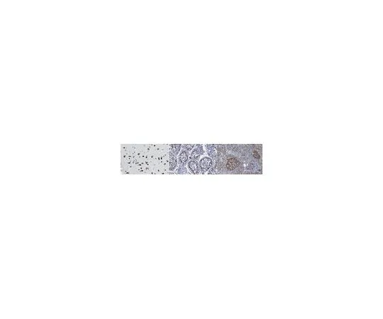 62-8522-95　［Discontinued］Anti-CYP7B1 Antibody, clone M17P3F2　MABS513