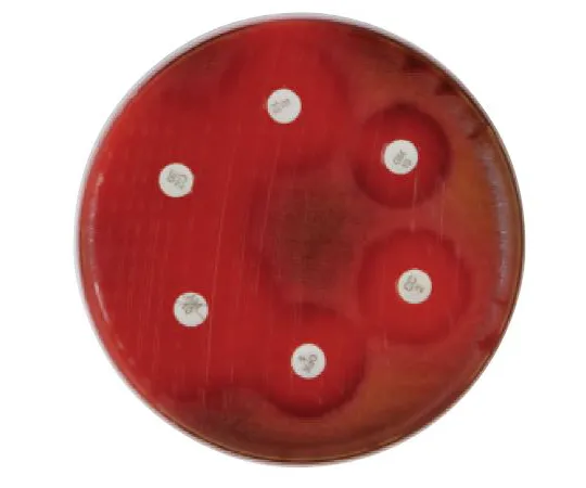 63-6527-36 BD BBL (TM) Mueller Hinton 5% Sheep Blood Agar Medium 20 sheets 251176