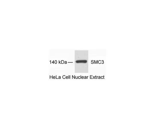 62-8448-68　［Discontinued］Anti-SMC3; 50 μg　AB3914