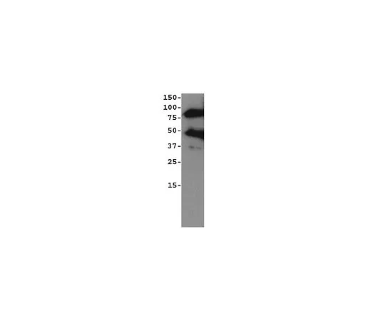 62-8456-22　［Discontinued］Anti-ADAM 8, cytoplasmic domain; 100 μg　AB19017