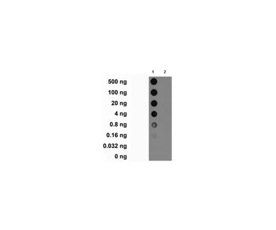 62-8506-23　［Discontinued］Anti-acetyl Histone H2A.Z (Lys4/7/11) Antibody, clone 299/39　MABE368