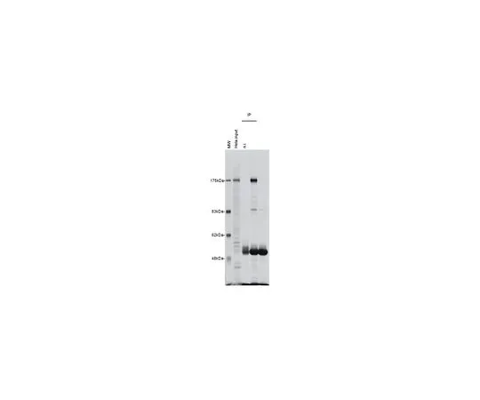 62-8508-43　［Discontinued］Anti-WAPL Antibody, clone 1C7-B1　MABE1106
