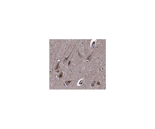 62-8517-12　［Discontinued］Anti-Axin-2 Antibody, clone 5H9.1, Cat. No. MABN259　MABN259